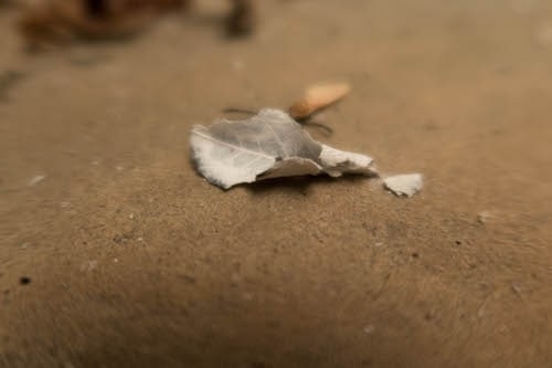 The Effects of Smoke Taint on Grape Vines and Wines | Winetraveler.com