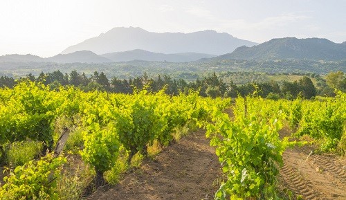 The island of Sardinia offers a wine tourism experience unlike any other.
