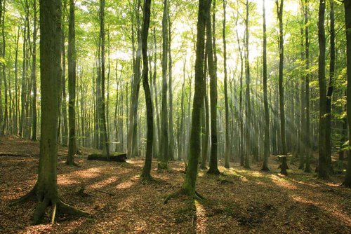 Don't Throw the Baby Out With the Bath Water: The Case for Keeping Employee Performance Reviews 4 employee performance reviews help you see the forest for the trees