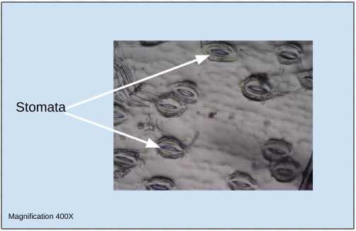 It's easy to view leaf stomata by forming an impression of the underside of a leaf. Stomata are part of the plant vascular system