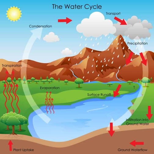Water loss from plant transpiration is part of the water cycle