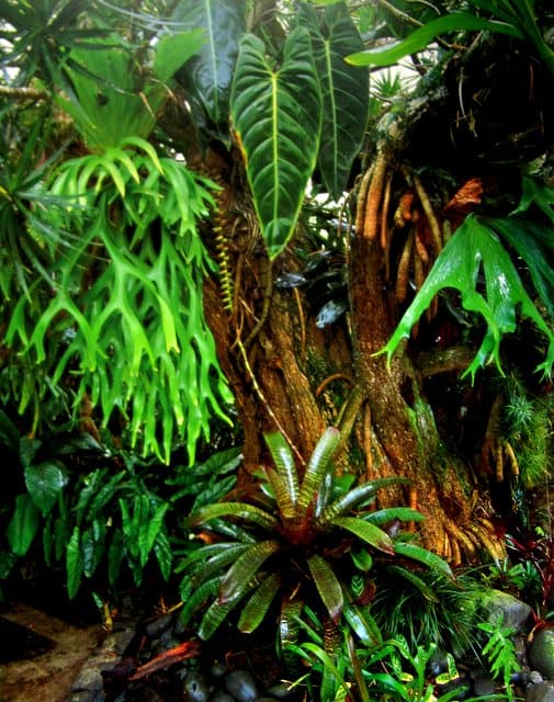 The Tropical Garden - William Warren The Tropical Garden - William Warren