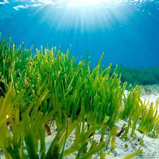 posidonia