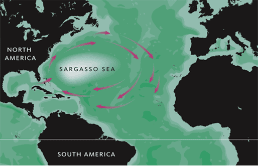 Map showing the location of the Sargasso Sea. Image: MediaWiki Commons