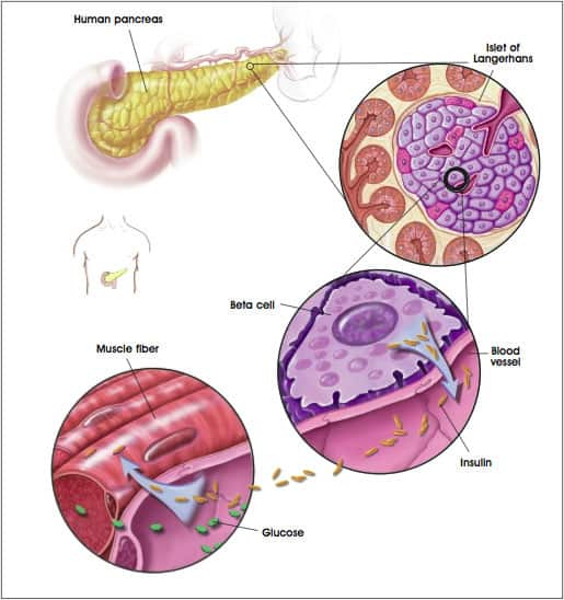 pancreas-beta-cells-releases-insulin-into-blood-1