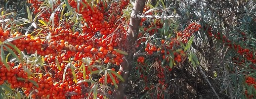 Sea buckthorn essex_ladyez