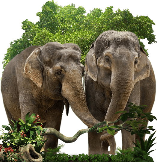 Wildlife Jungle Safari