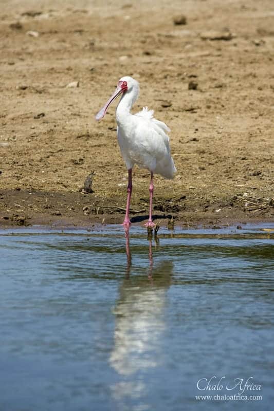 Spoonbill, Uganda