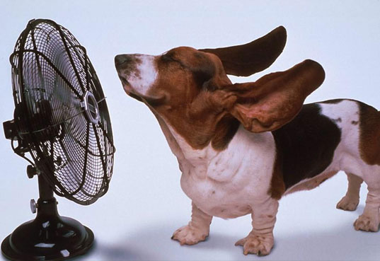 Bassett in front of a fan keeping cool in a heat wave