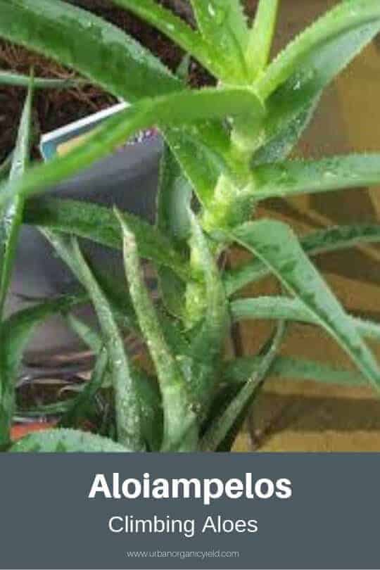 Climbing Aloes (Aloiampelos) Climbing Aloes (Aloiampelos)