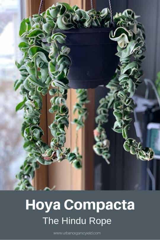 The Hindu Rope (Hoya Compacta) The Hindu Rope (Hoya Compacta)