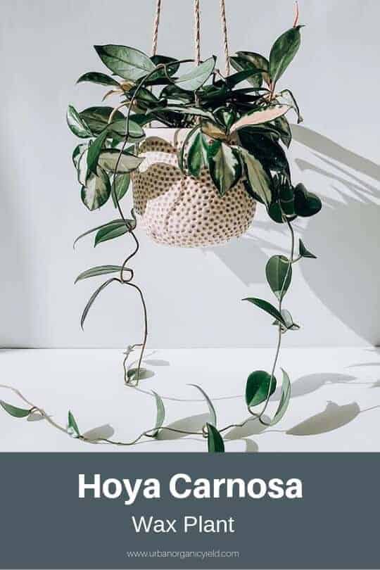 Wax Plant (Hoya Carnosa) Wax Plant (Hoya Carnosa)