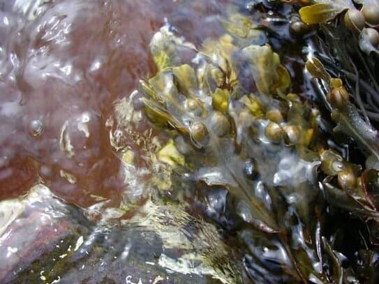 Fucus vescicularis