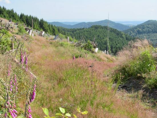 Hang im Oberharz nahe Hahnenklee