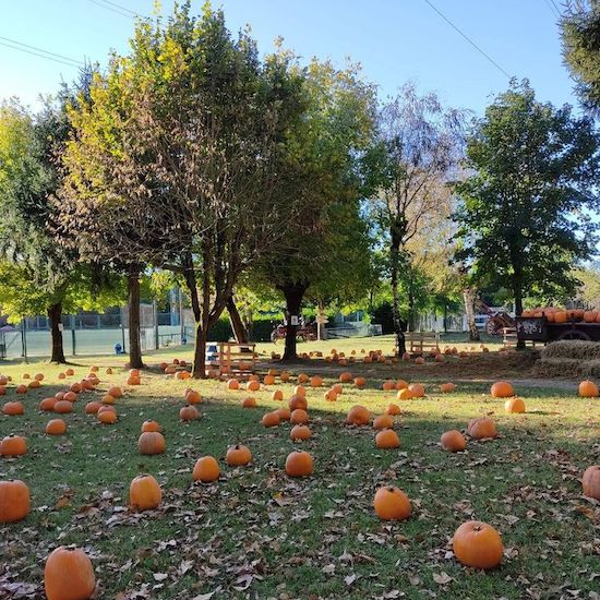 I campi di zucche in Lombardia: dove fare il pumpkin patch campi di zucche Campo di Zucche a San Martino Siccomario