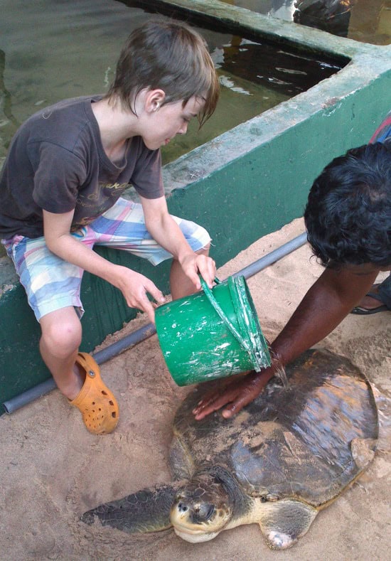 Helping at the turtle hatchery Dylan cleaning turtle