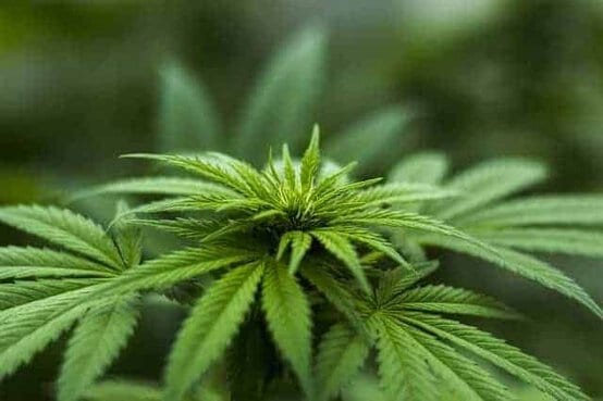 大麻