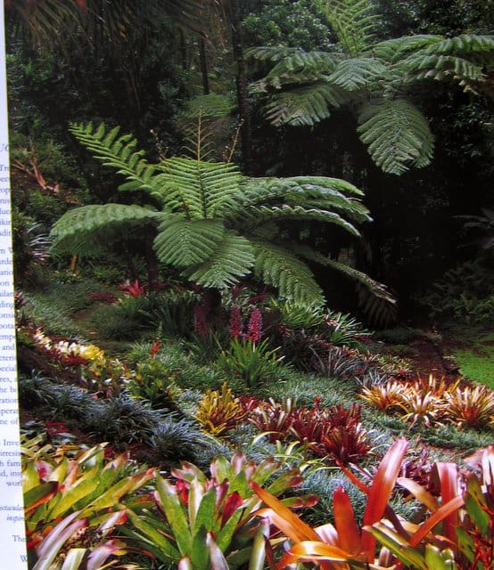 The Tropical Garden - William Warren The Tropical Garden - William Warren