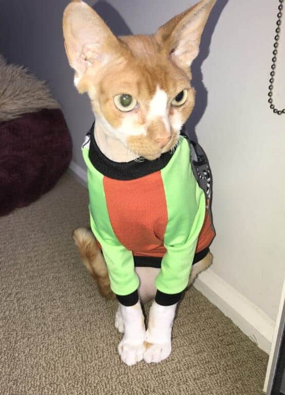 Pull Penny Pour Chats Patron De Couture Pdf Le Tailoress