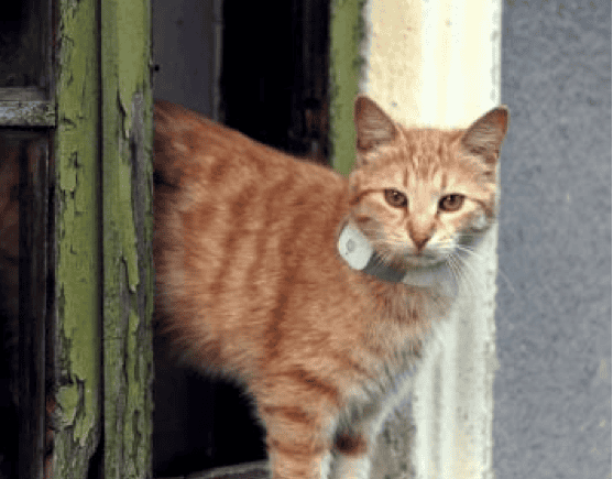 The Tagg Pet Tracker is small enough for cats to wear. tagg-pet-tracker