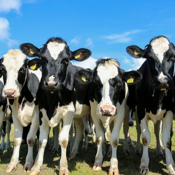 Koeien en het nieuwe boeren