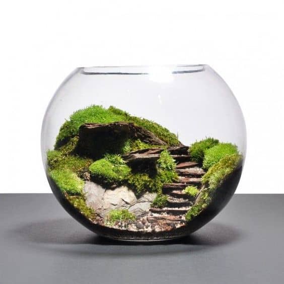 Terrarium w szklanej kuli Terrarium w szklanej kuli