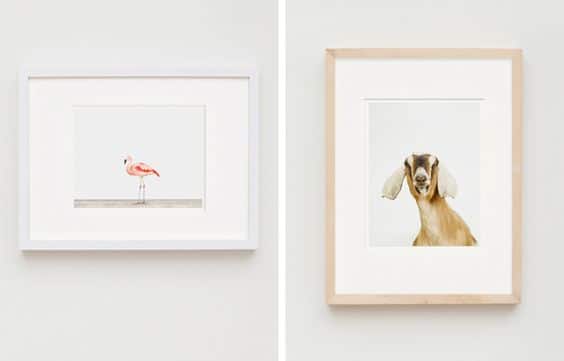 The Animal Print Shop | Ribba Frames | Discover the best items at IKEA.