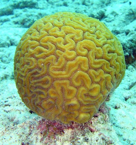 Brain coral (Diploria labyrinthiformis). Photo: Jan Derk, 2005. CC BY 2.0