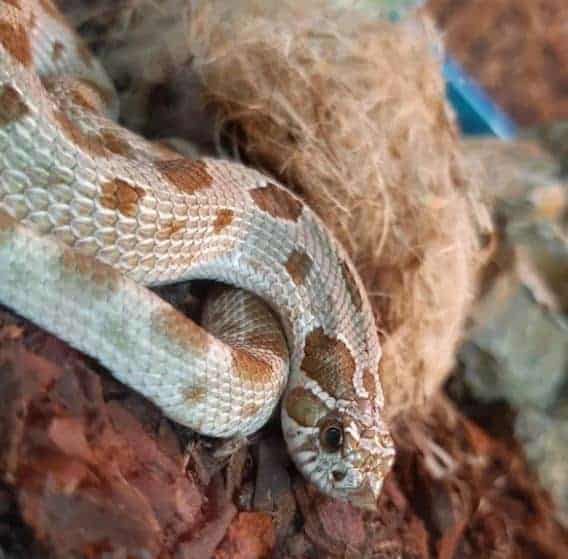 Anaconda Hognose Snake Morph