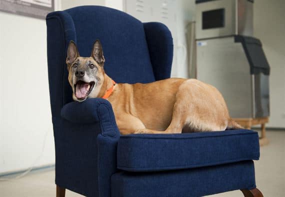 dog on a blue chair