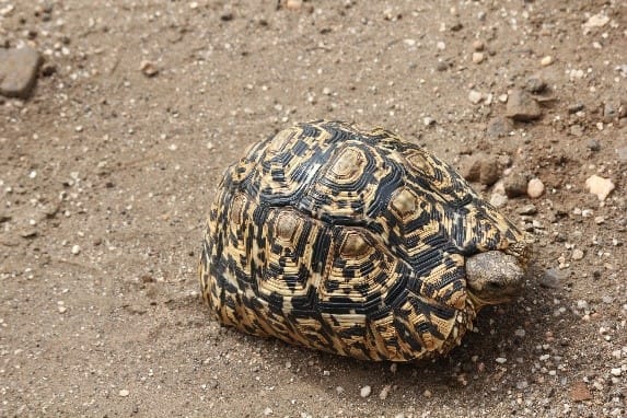 Leopard Tortoise