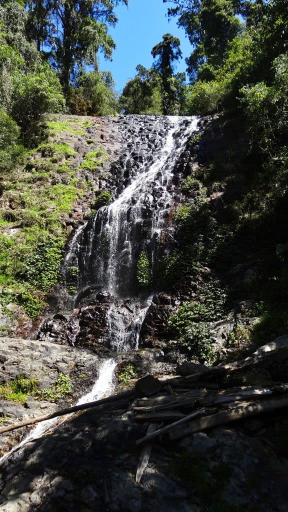 Wasserfall im Dorrigo NP
