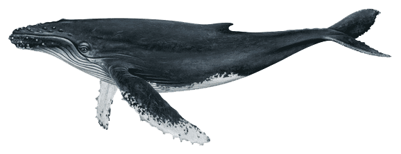 Humpback Whale Megaptera novaeangliae. Source: NOAA, public domain.
