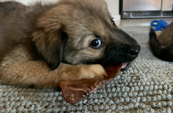 Chewing -Puppy Products and Tips Chewing -Puppy Products and Tips