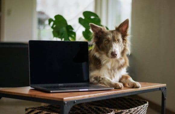 Dog Licensing Dog Licensing