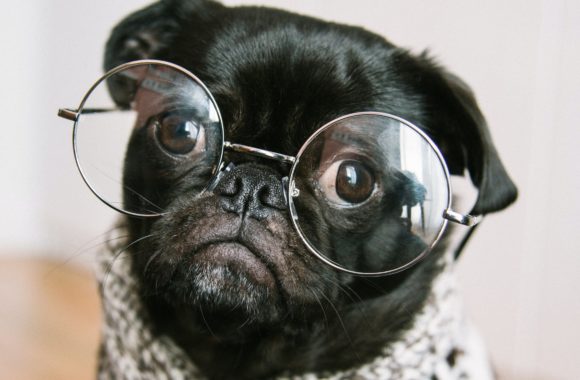 Puppy Safety-Puppy Products and Tips Puppy Safety-Puppy Products and Tips