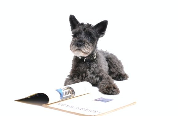 Training/Trainers -Puppy Tips Training/Trainers -Puppy Tips