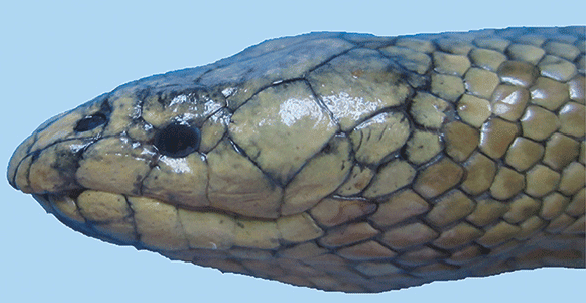 Lateral view of the head of Günther snake (Microcephalophis cantoris). Source: Rezaie-Atagholipour et al., 2016).