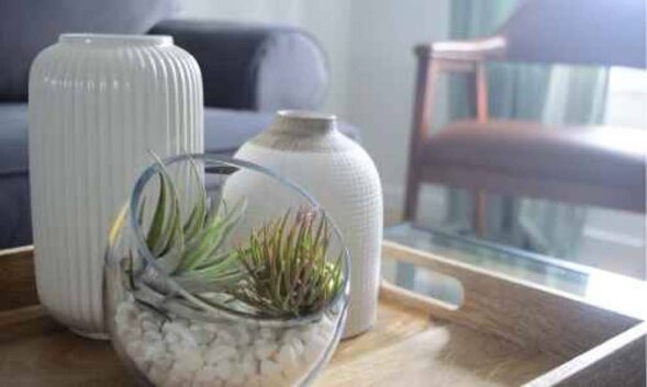 best plants for bedrooms