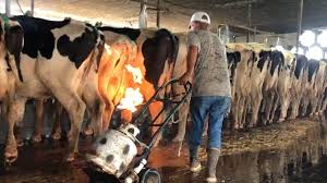 cow milk benefits