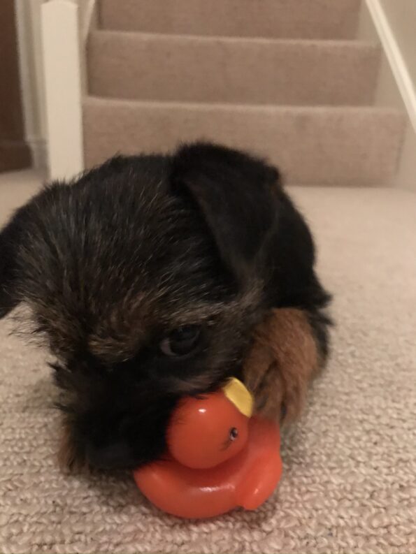 Tessa chewing on a rubber duck
