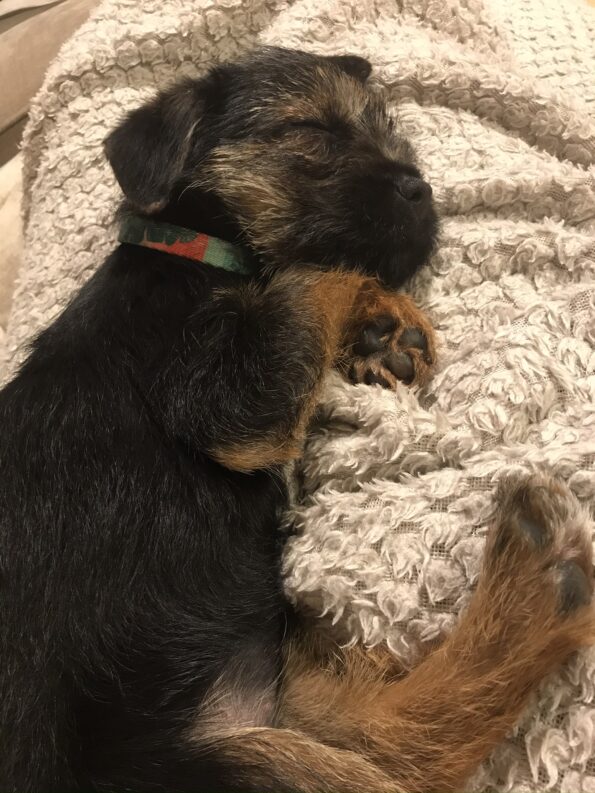 Tessa asleep on a throw