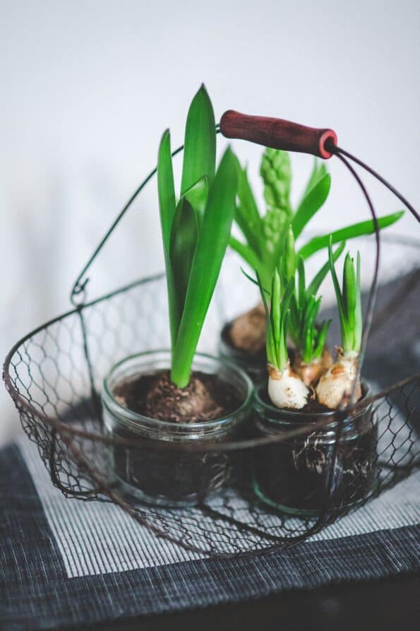indoor plants