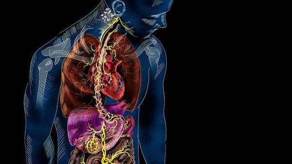 13 Things You Didn’t Plan for When You Started Hiring Remote Employees 19 Vagus nerve
