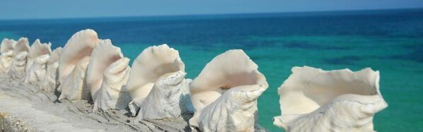 A row of large conch shells on a the sand