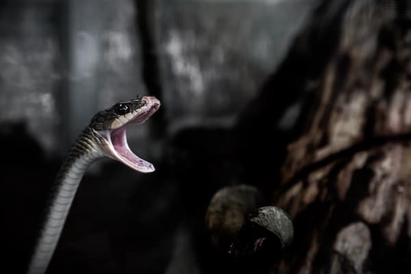 python-data-science.jpg