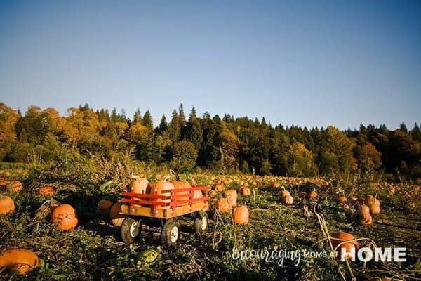 Pumpkins in field.