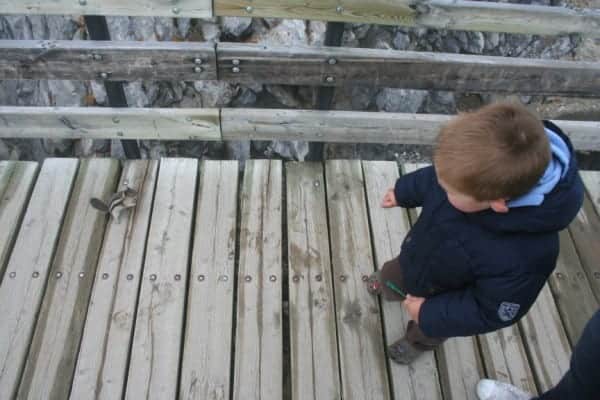 Alberta Sulphur Mountain Chipmunk sulphur mountain chipmunk, chipmunk banff, banff with a toddler, banff with toddlers