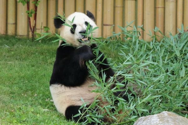 The Toronto Zoo A Family Favourite From Day One