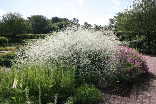 Cambe large herbaceous plants for borders